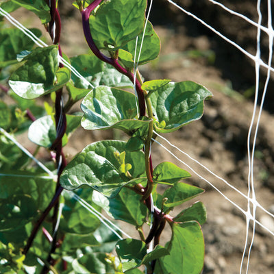 A close-up of leafy green spinach plants with glossy thick leaves and red/purple stems, growing in a garden.