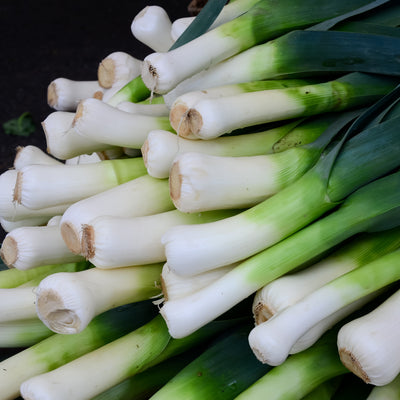 A bunch of fresh green leek stalks with white ends, indicating the onset of the green part of the leek.