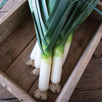 A group of fresh leeks with green leaves and white ends, placed in a wooden crate.