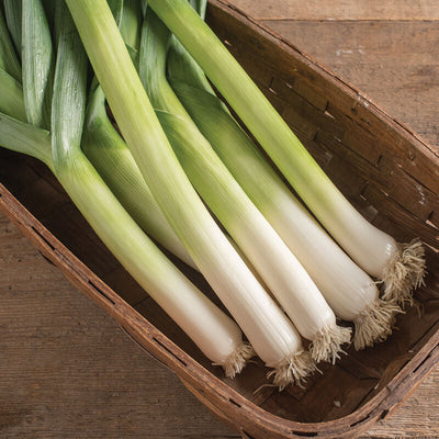 A group of fresh leeks with white shanks and green leaves, placed in a brown basket on a wooden surface.