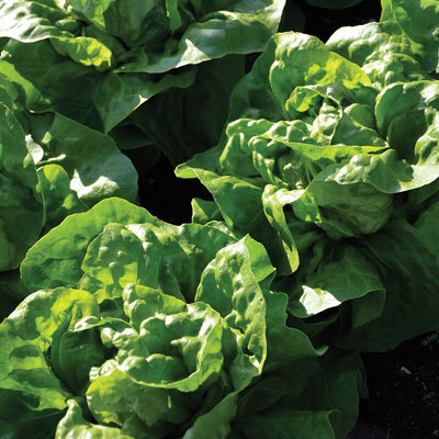 Close-up of green leafy lettuce