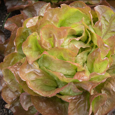 A Butterhead lettuce with a mix of bronze, gold, red, and green toned leaves forming a rosette.