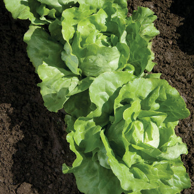 Green leafy lettuce growing in soil
