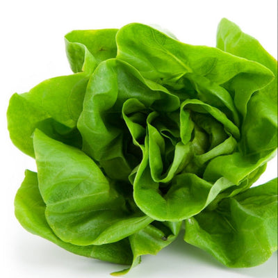 A fresh Butterhead lettuce with green leaves, suitable for salad cultivation.