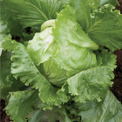 A fresh lettuce Iceberg Crispino with glossy green leaves and a firm white head.