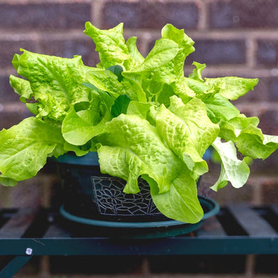 Potted green leafy plant on a metal surface with a brick wall background