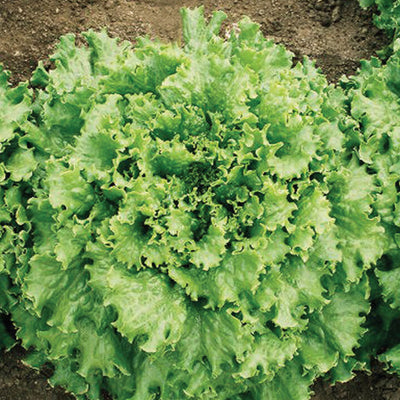 A cluster of leafy green lettuce plants with long, fresh-looking leaves growing in soil.