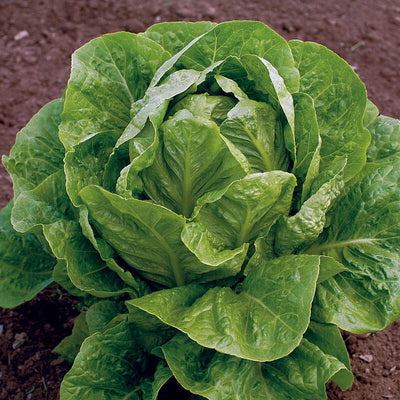A fresh romaine lettuce with bright green leaves and a heavy central head, planted in soil.