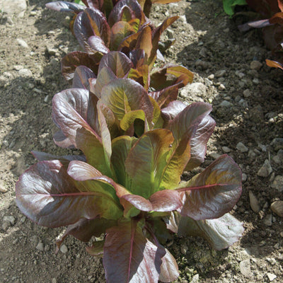 A freshly planted romaine lettuce with medium-red tinted leaves growing in soil.