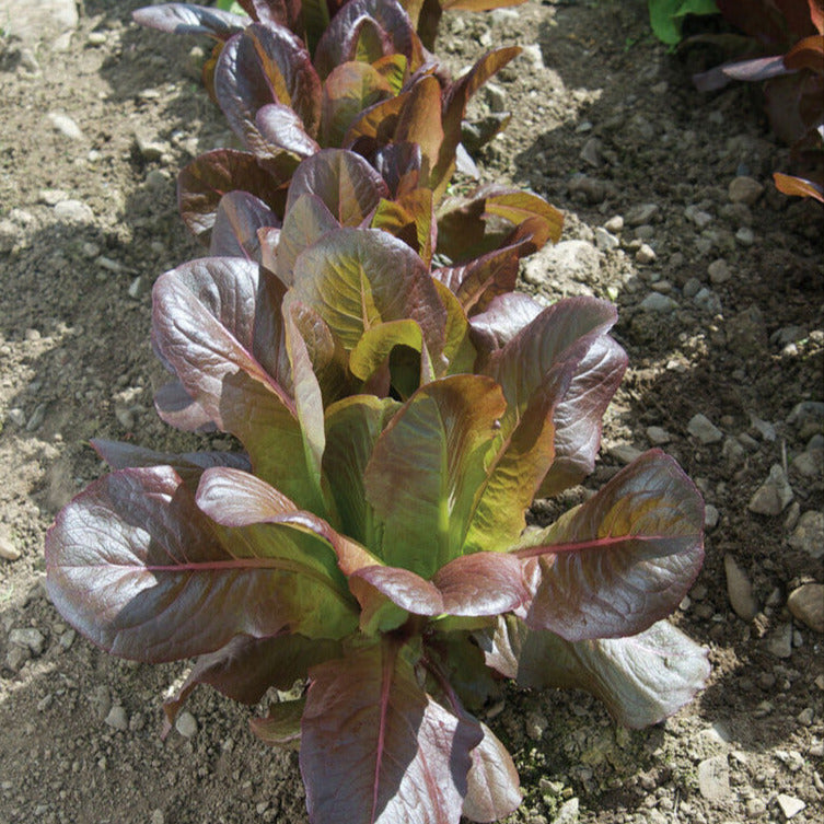 A freshly planted romaine lettuce with medium-red tinted leaves growing in soil.