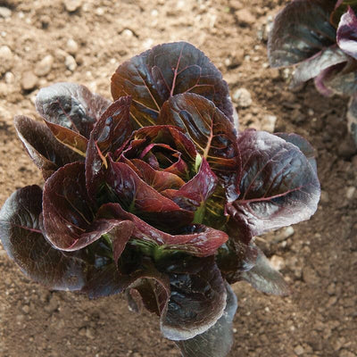 A dark red mini romaine lettuce with compact leaves growing in soil.