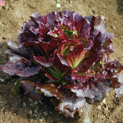 A fresh Lettuce Summer Crisp Cherokee with dark red leaves, grown in soil.