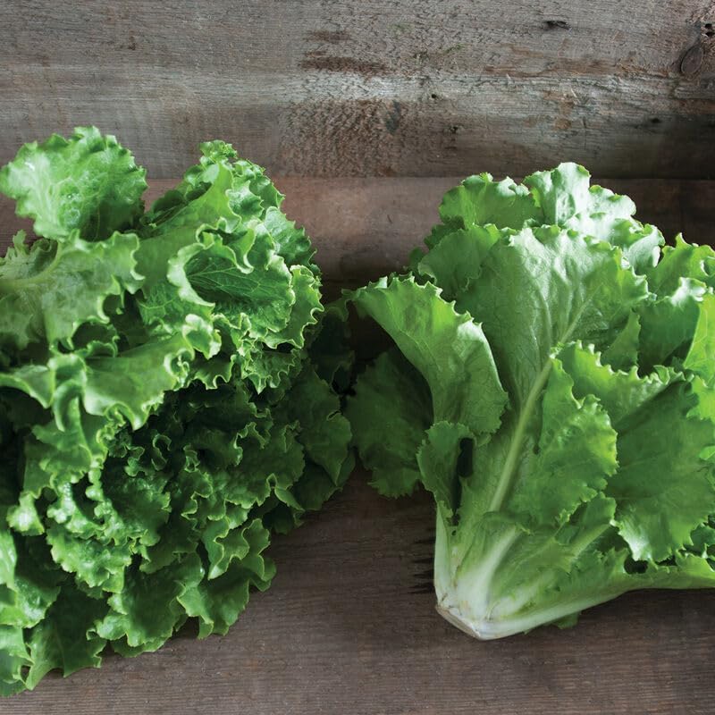  Lettuce leaf type on wooden back ground.