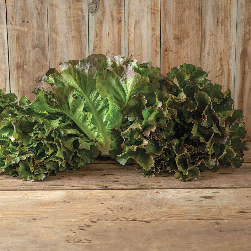 Two heads of green leafy vegetables on a wooden surface with a wooden background
