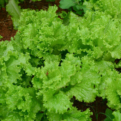 A photo showing a healthy patch of Summer Crisp lettuce with dense, green, wavy leaves.