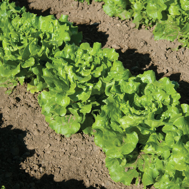 Field of large, mature lettuce plants with thick, vibrant green leaves growing in soil.