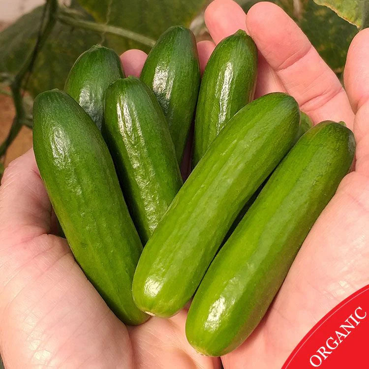 Plant Cucumber Mini Me 4.5 Inch Pot