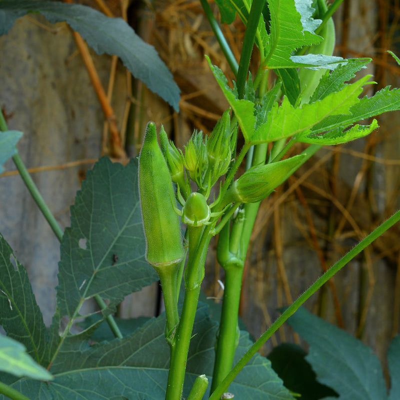 Okra plant with long green pods, showing the dwarf nature and green leaves.