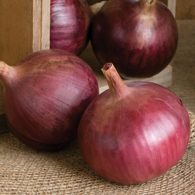 Three globe-shaped red onions with a deep maroon color, displayed on a burlap surface with a wooden background.