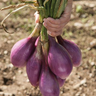 A hand holding a bunch of red elongated onion bulbs freshly harvested from the ground.