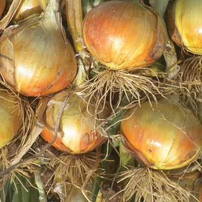 Cluster of yellow onion bulbs with green stalks and leaves.
