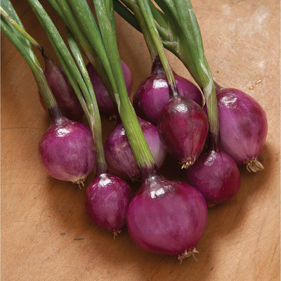 A group of purple-red skinned mini onions with green stems, intended for pickling.