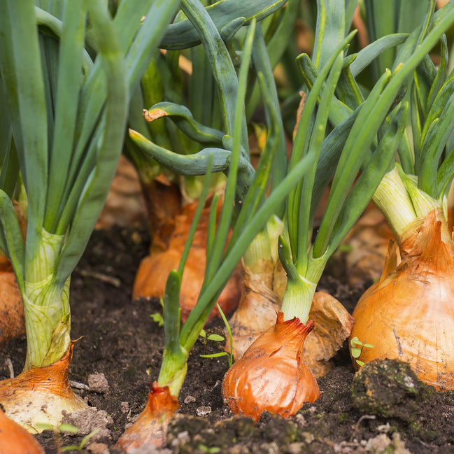Onion plants with green stalks and brown bulbs growing in soil.