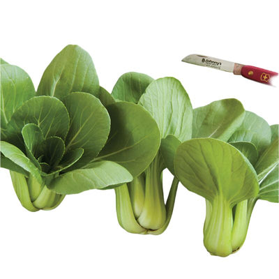 Pac Choi Mei Qing Choi is for full or medium-size heads.&nbsp;

Pac Choi Mei Qing Choi produces flat, pale, misty-green stems form a thick, heavy base with broad, oval, rich green leaves.

The compact, vase-shaped plant at full size is about 8 to 10 inches tall, but also well-formed at mini size when young.

Good bolt, heat, and cold tolerance.