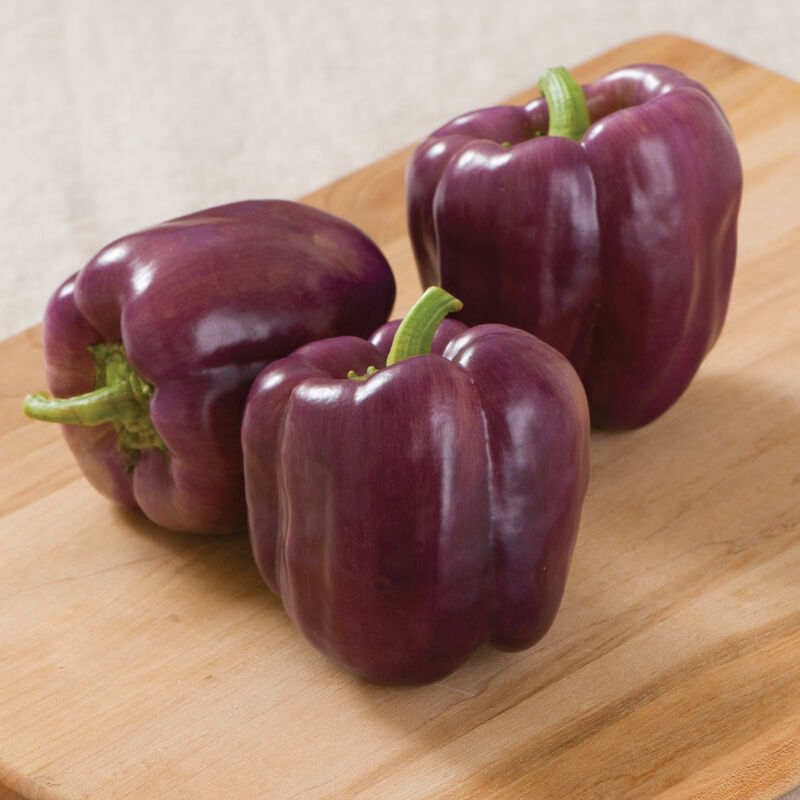 Pepper Bell Islander produces 3-lobed, medium-size bell peppers with a mild, slightly sweet taste.
Islander bell pepper fruits ripen through a showy stage of violet, yellow and orange streaks, eventually turning a rich, very dark red.
Strong, medium-tall plants yield well.