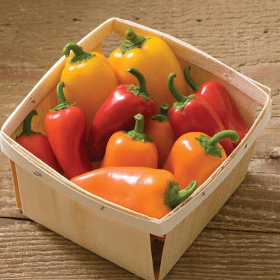 A wooden basket filled with red, yellow, and orange mini-sized bell peppers.