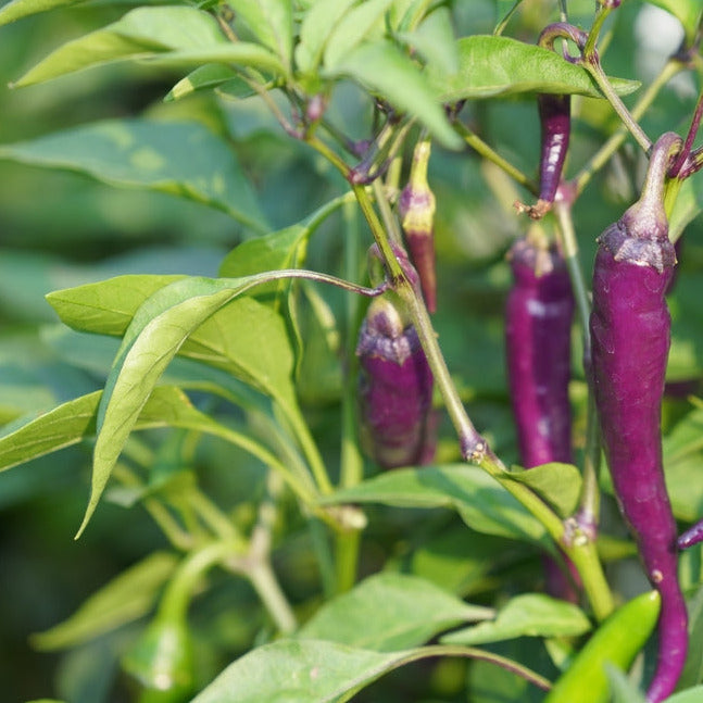 A cluster of purple Cayenne peppers on the vine with green leaves.