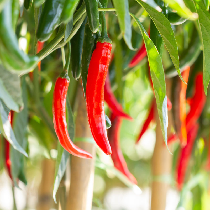 Cluster of red cayenne pepper plants with green leaves and red peppers hanging from the branches.