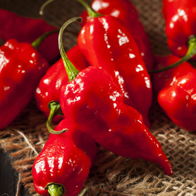 Close-up of red chili peppers on a rustic background