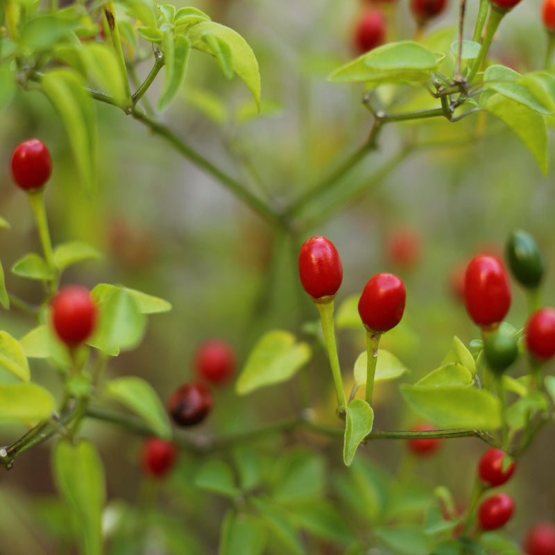 Chiltepin Chili Pepper Seeds are open pollinated seeds. We rank this one among the top 10 hottest peppers on the market, although some rate it even higher on the heat scale. Don&