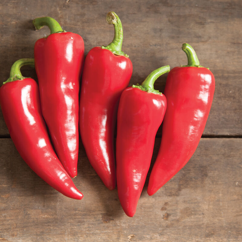 Chili Fresno Flaming Flare produces conical-shaped fruits are thin walled, averaging 4 inches long, and ripen to a bright red.
Flaming Flare Fresno Chili has a flavor that is sweet, mildly hot, and very good.
Excellent for fresh use, stir fries, sautéing, and hot sauce.
All American Selection Winner