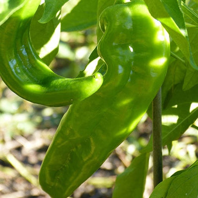 A bright green, elongated chili pepper with a curved end, growing on the vine.