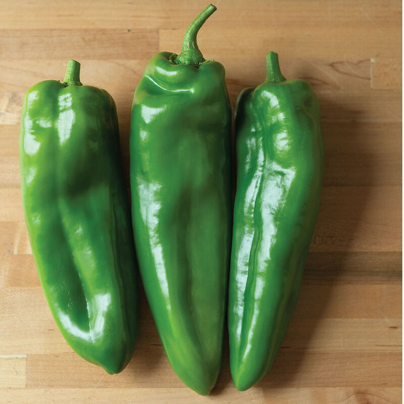 Pepper Chili Anaheim Spitfire 10 Non-GMO, Hybrid Seeds