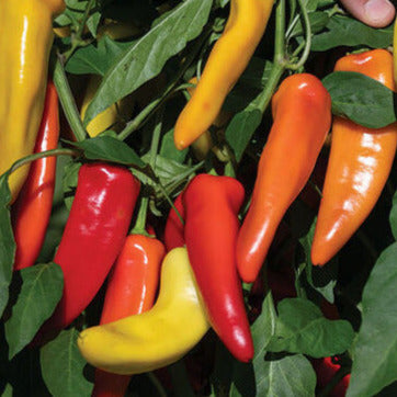A hand reaching for a cluster of yellow Hungarian wax peppers still on the vine.
