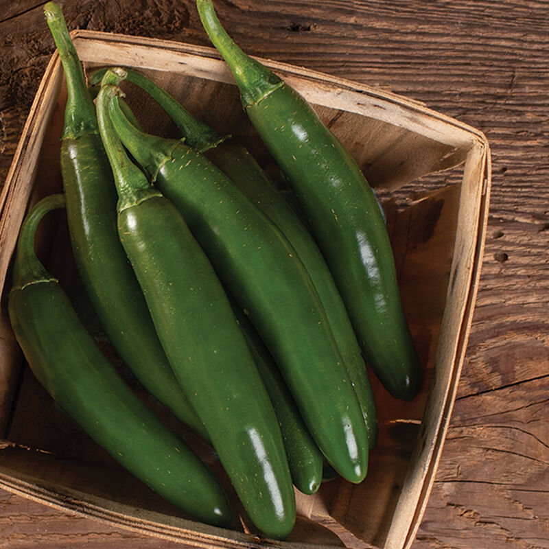 Altiplano is a large-fruited serrano.
Pepper Serrano Altiplano grows to an impressive size at 4 1/2 to 5 inches long,
Altiplano peppers are faster to harvest than types with smaller fruits.
Traditional serrano flavor and pungency. Medium-large plants.