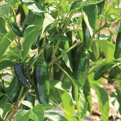 Pepper Jalapeno Jalafuego produce big, smooth, dark green fruits. Or red at full harvest. Pepper Jalapeno Jalafuego produce vigorous plants that consistently produce very high yields of 3 1/2 to 4" fruits that are resistant to checking (small cracks in skin). Resistant to Bacterial Leaf Spot races 1–3, 7, 8 (High)Potato Virus Y races 0–2 (High)