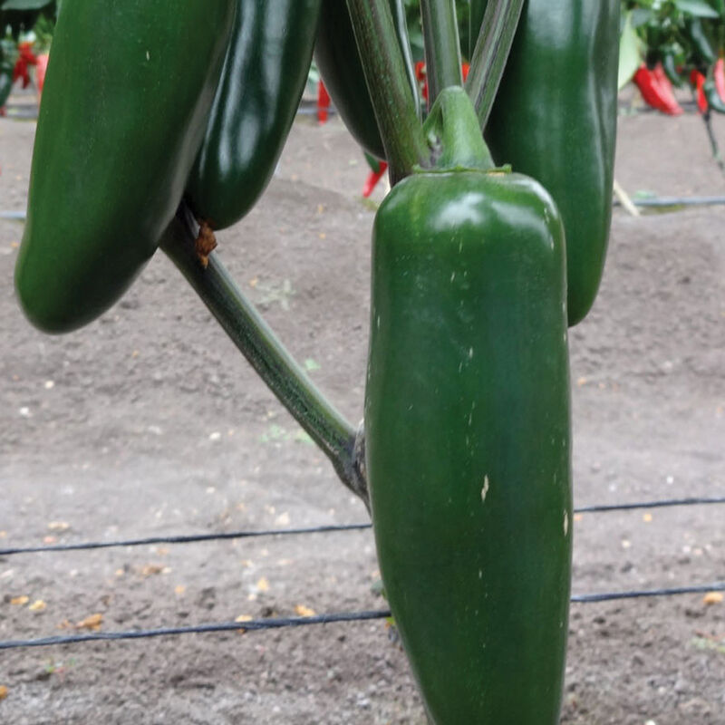 A cluster of green Pepper Jalapeno Jedi plants with unripe green peppers hanging from the vine.