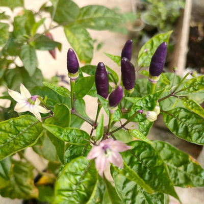 A photo showing a pepper plant with purple fruits and green leaves.