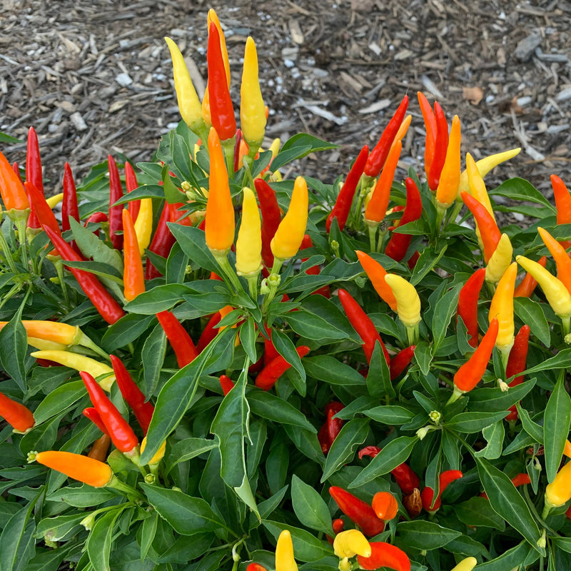 A group of ornamental pepper plants with vibrant red, yellow, and orange flowers.