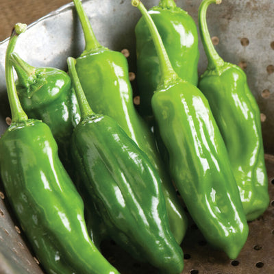 A group of green Shishito Mellow Star chili peppers on a metal surface.