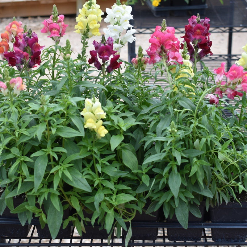 Plant Flower Snapdragon 2 Varieties