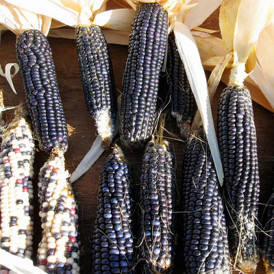 A collection of Shades of Blue Mini Indian corn ears with visible blue and red kernels, laid out on a wooden surface.