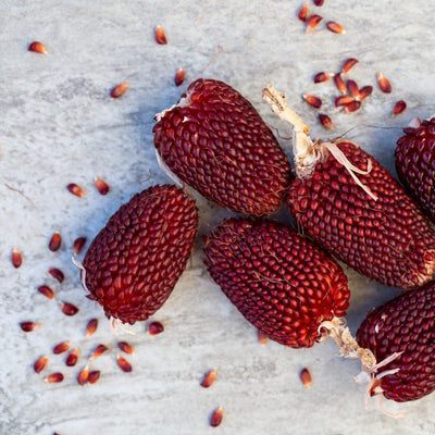 A cluster of garnet-red popcorn plants with visible red kernels, scattered on a light surface.