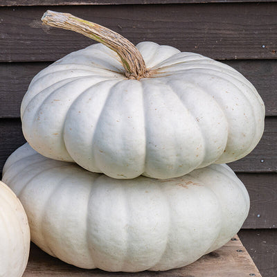 Pumpkin White Flat Stacker pumpkin offers a unique shape for specialty markets and fall displays.

Pumpkin White Flat Stacker's vigorous vines produce 10 to 17 pound pumpkins that are flat in shape and scalloped.

The fruit has a good white color and the color does not bleach out or yellow over time.

White Flat pumpkin has bright orange flesh that has a sweet taste. Stores well for winter sales.

Harvest in about 110 days. Germination rate about 80% and better.