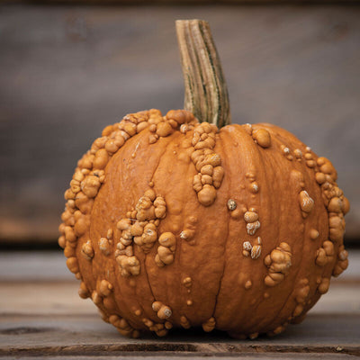 Grizzly Bear pumpkin has tan skin and heavy warting. This will make other envious of you.
Pumpkin Grizzly Bear has an unique coloration and a warty appearance that will make this variety stand out in an autumn display or at a farmers' market.
A prolific, early yielder of uniform, durable fruits. Long, vigorous vines. Average weight: 6 to 10 pounds.