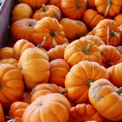 A pile of small, bright orange pumpkins with green stems, typical of fall harvest.